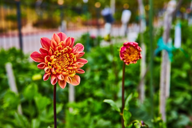 Flor rosa com pétalas de ponta amarela em flor com flor aberta nas proximidades do jardim