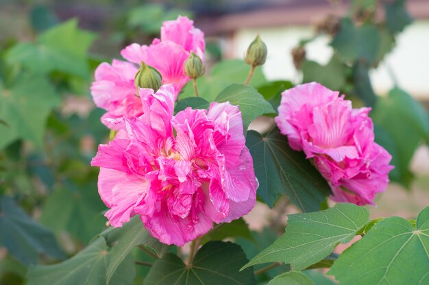 Flor rosa confederada (hibiscus mutabilis)