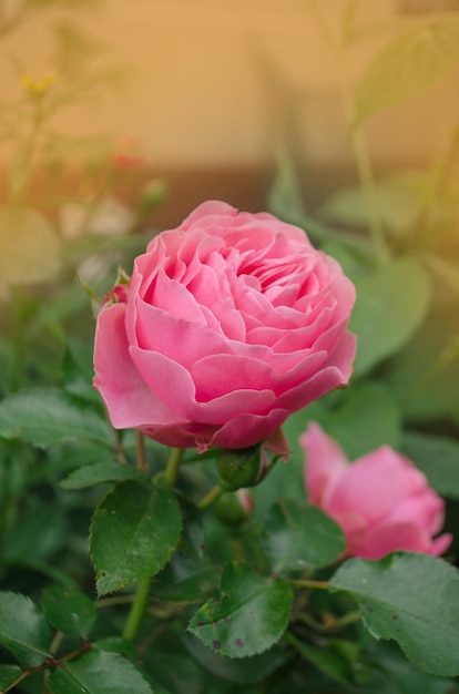 Flor de rosa de coral en el jardín de rosas Rosas florecientes de coral rosa Flor de rosa de coral