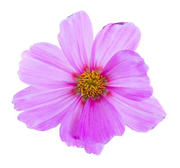 Una flor rosa Cosmos aislado en blanco