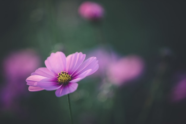 Flor rosa Cosmos de perto