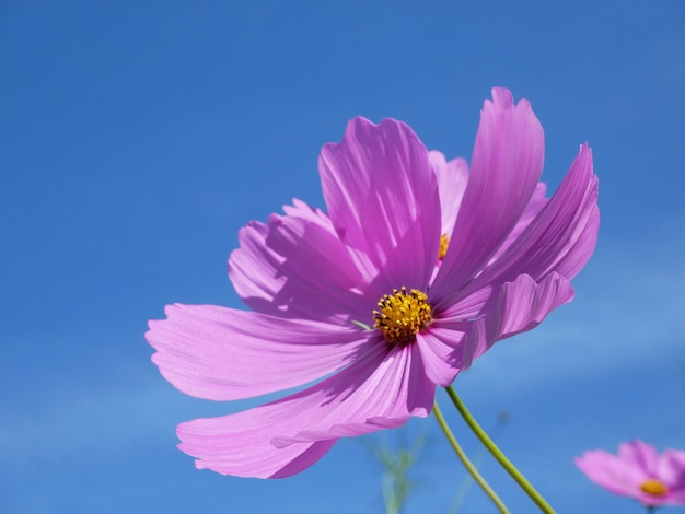 Flor rosa cosmos flor