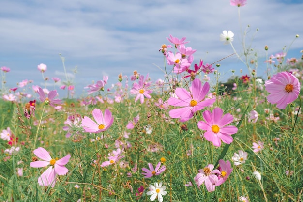 Flor rosa cosmos florescendo fundo em estilo vintage