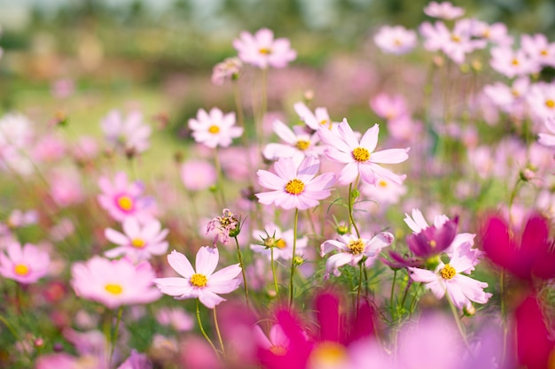 Flor rosa del cosmos que florece en el campo, tono vintage