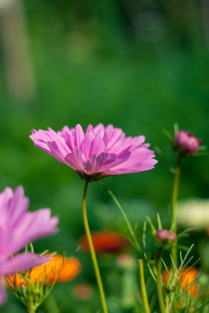 Flor rosa del cosmos que florece en un prado