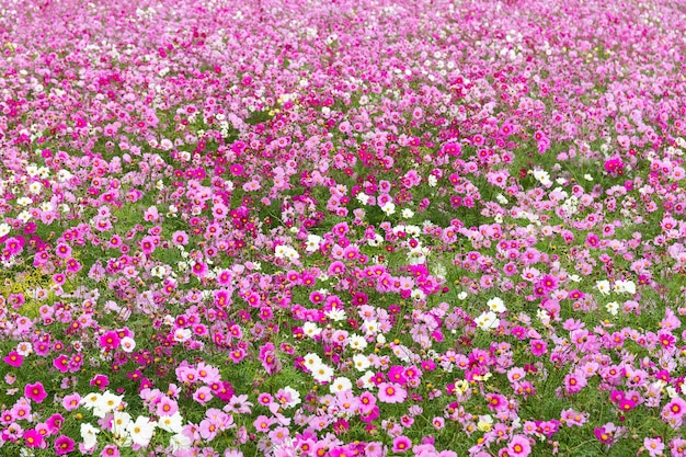 flor rosa del cosmos