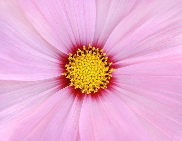 Flor rosa cosmos