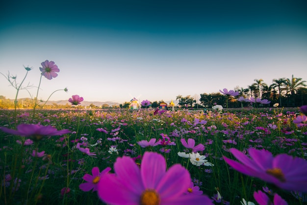 Foto flor rosa cosmos