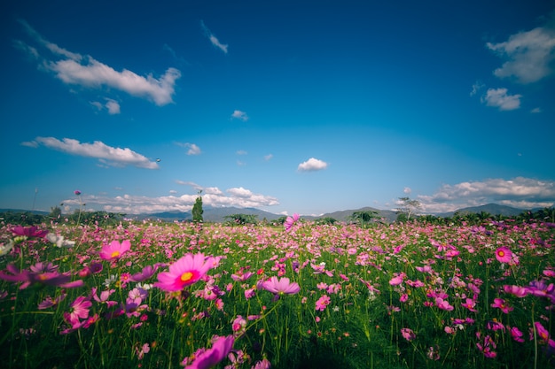 Flor rosa cosmos