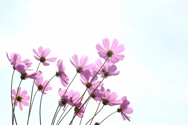 Flor rosa cosmos