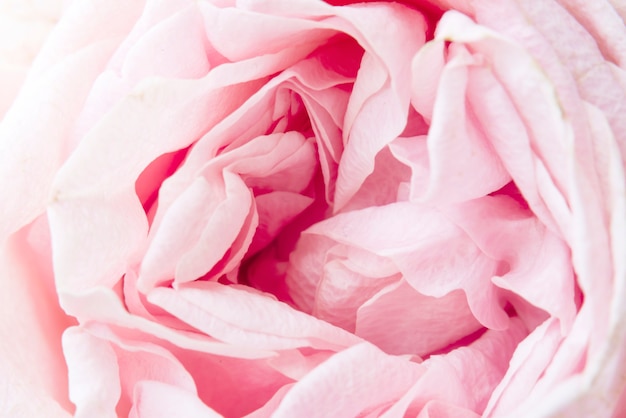 Flor rosa cravo flor Closeup fundo
