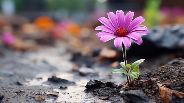 Foto una flor rosa crece en el suelo