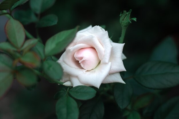 Flor rosa cremosa clara em um fundo verde escuro Modelo de cartão postal