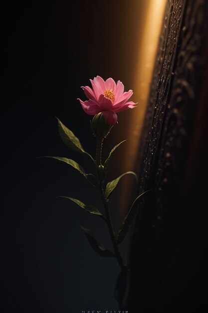 Una flor rosa en un cuarto oscuro