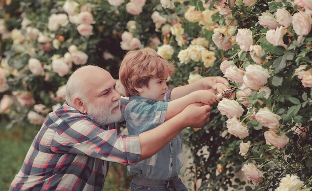 Flor rosa cuidado y riego abuelo con nieto jardinería juntos jardinero senior barbudo i