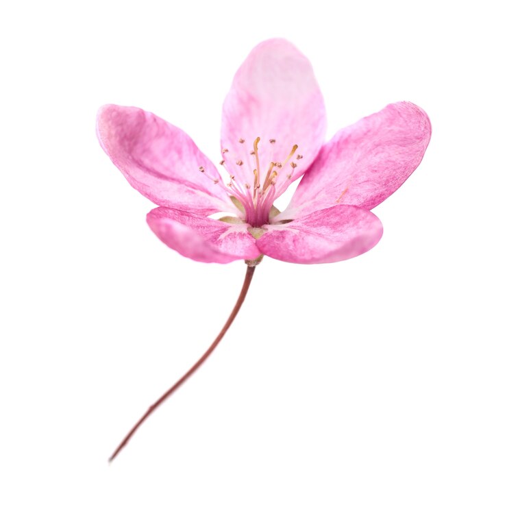 Foto flor rosa da árvore de sakura, isolada no fundo branco. macro close-up tiro do estúdio