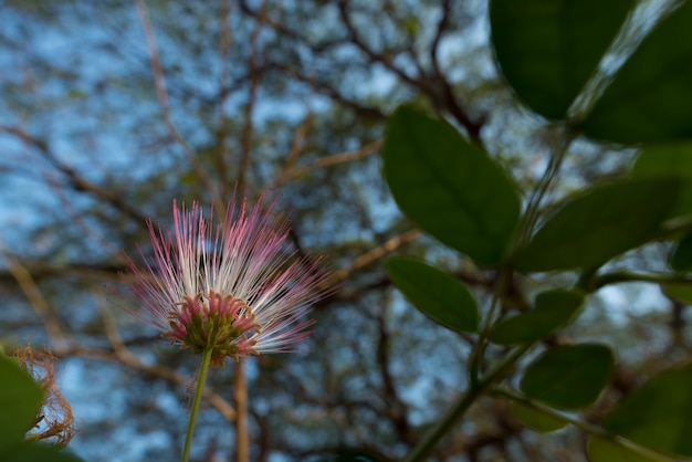 Flor rosa da grande árvore