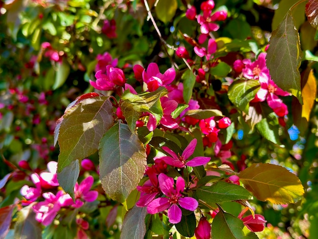 flor rosa da macieira chinesa