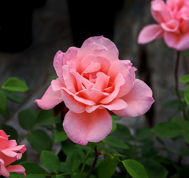 Flor rosa da variedade de flores rosa bênção