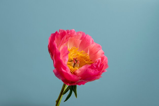 Foto flor rosa de alto ângulo com fundo azul