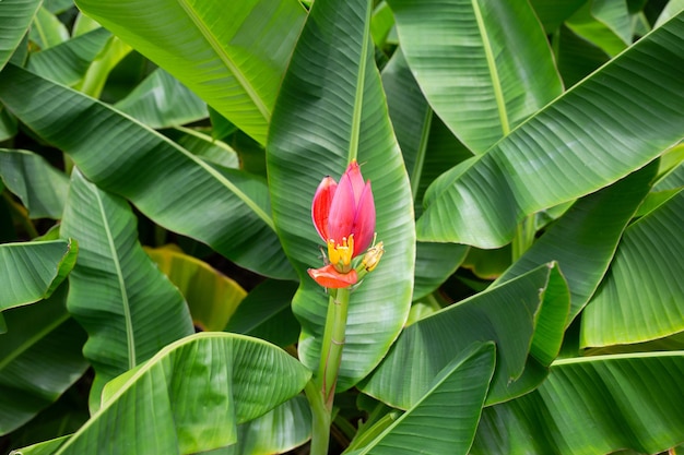 Flor rosa de bananeira