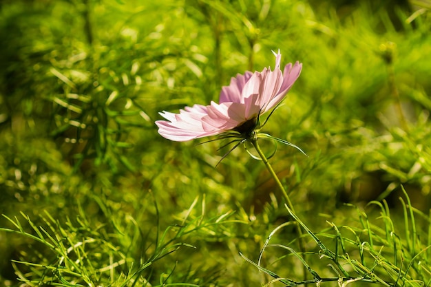 Flor rosa de cosmea em um fundo verde