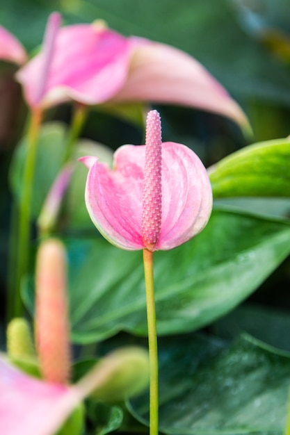 flor rosa de flamingo no jardim