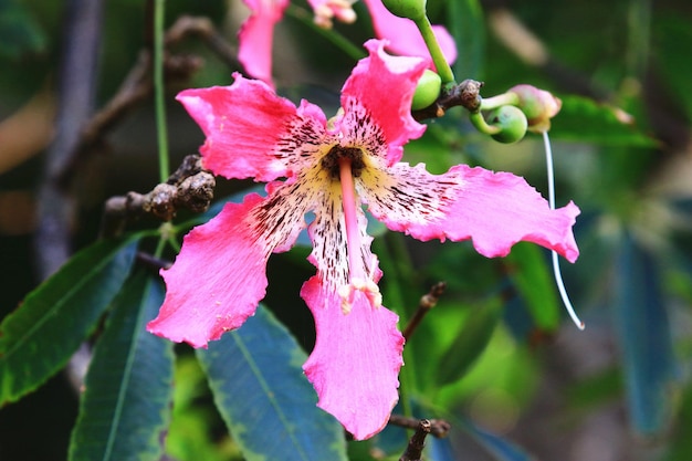 flor rosa de Flosssilk Tree ou Silk Floss Tree