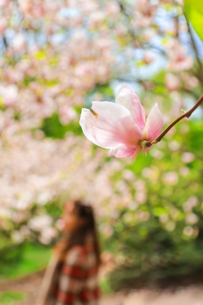 Flor rosa de magnólia close-up Fundo romântico de primavera com árvores florescendo Silhueta de mulher jovem