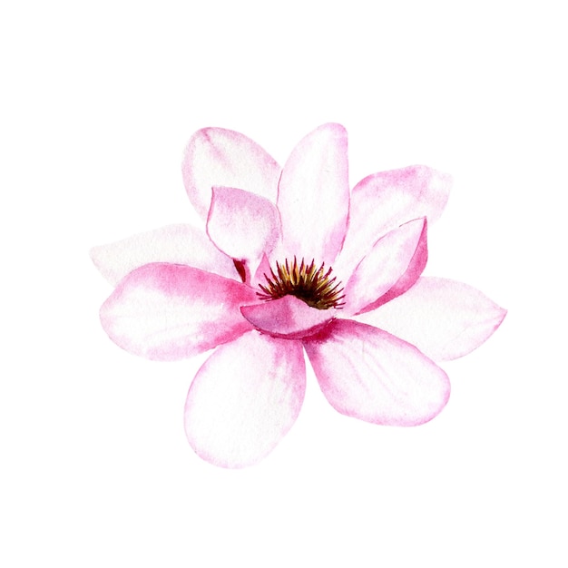 Flor rosa de magnólia em aquarela