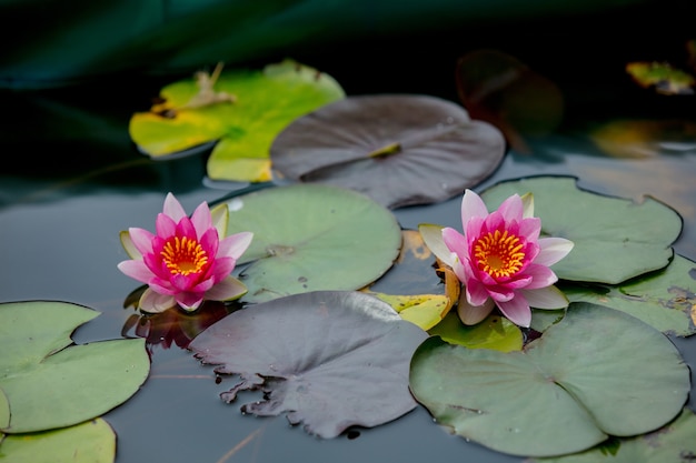 Flor rosa de nenúfares no verão