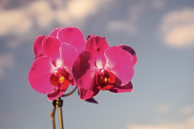 flor rosa de orquídea