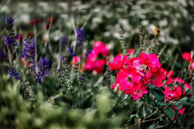 Flor rosa de perto