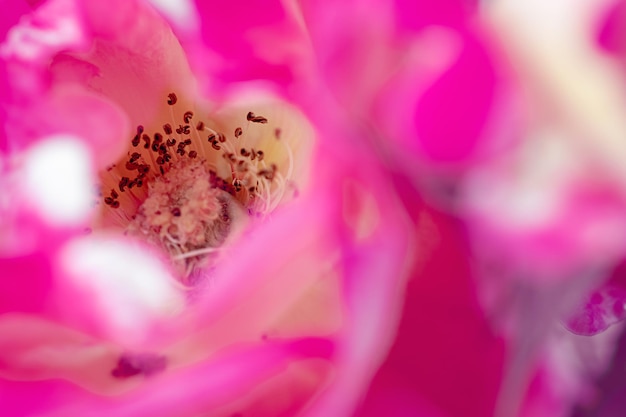 Flor rosa de perto