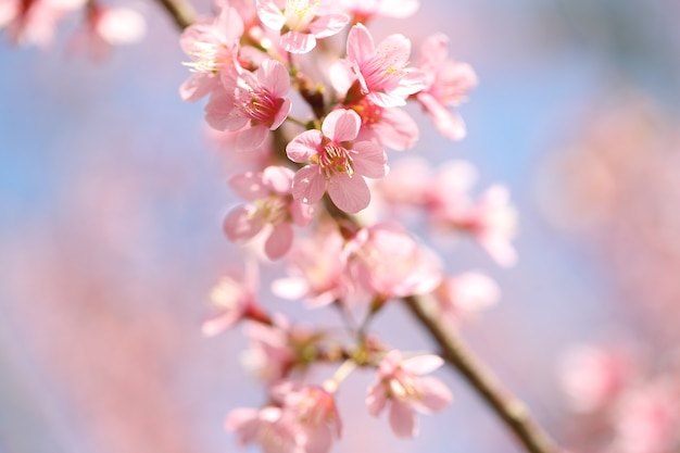 Flor rosa de sakura primavera em close up