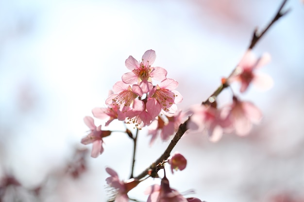 Flor rosa de sakura primavera em close up