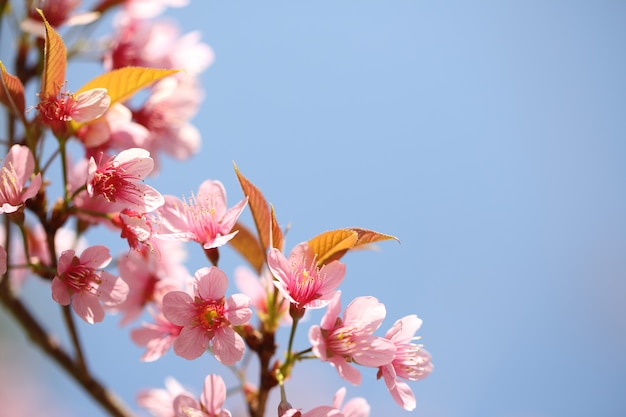 Flor rosa de sakura primavera em close up