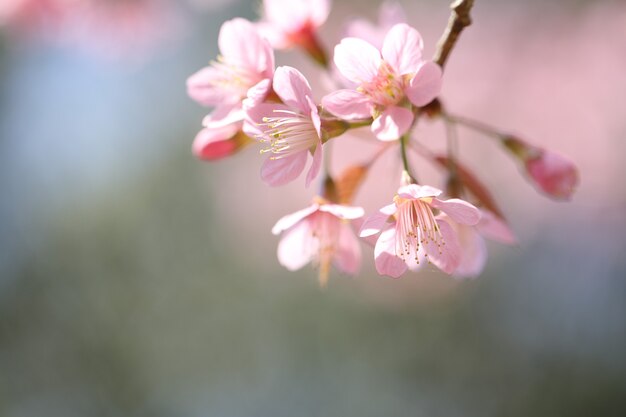 Flor rosa de sakura primavera em close up