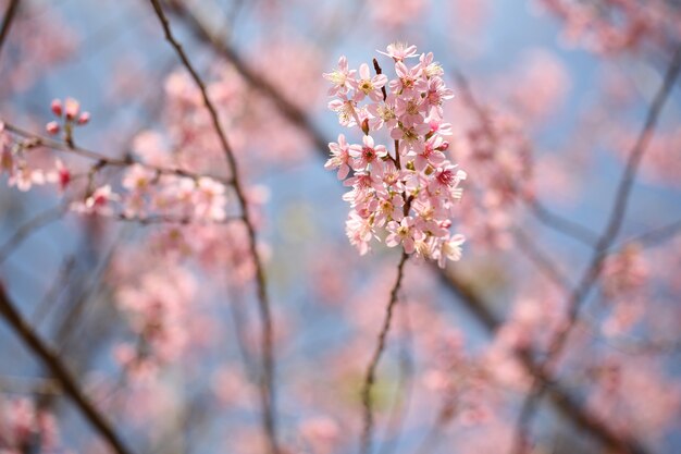 Flor rosa de sakura primavera em close up