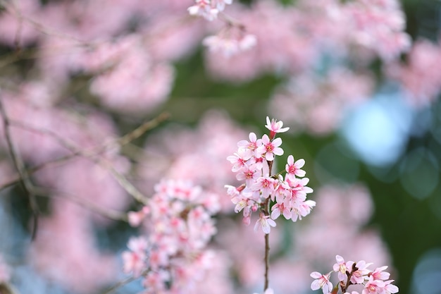 Flor rosa de sakura primavera em close up