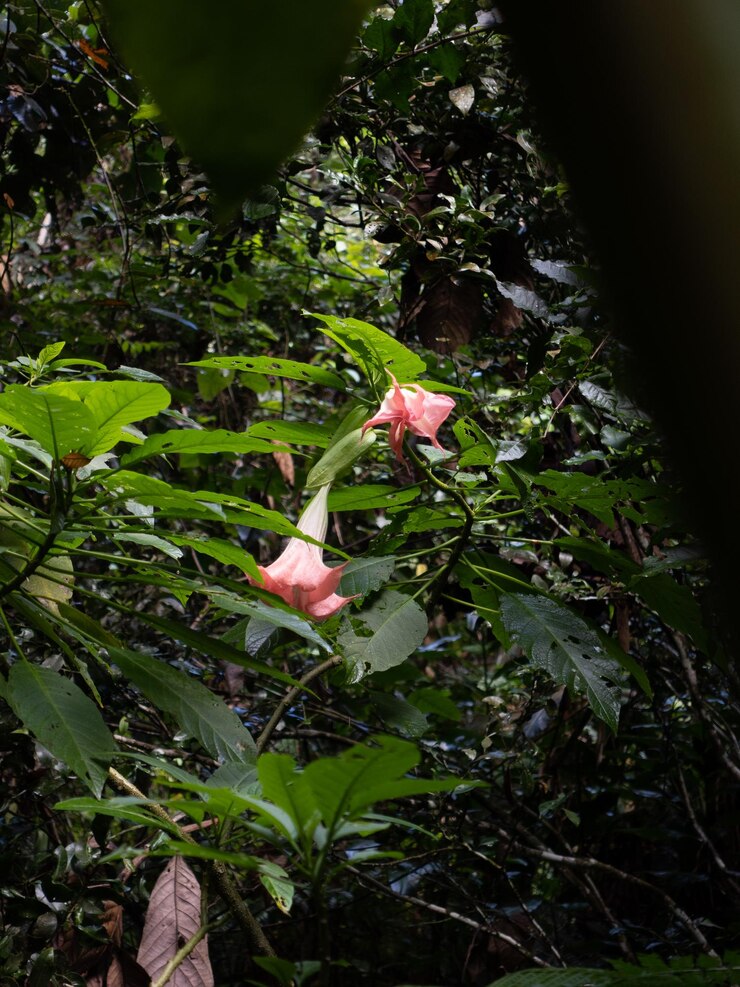 Foto flor rosa de tamanho médio cresce em uma árvore grande com folha verde