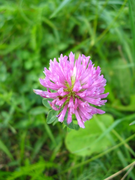 Flor rosa de trevo