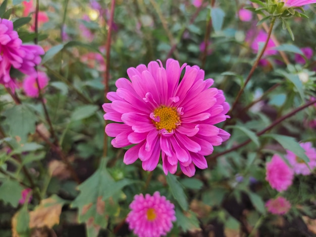 Flor rosa de um áster