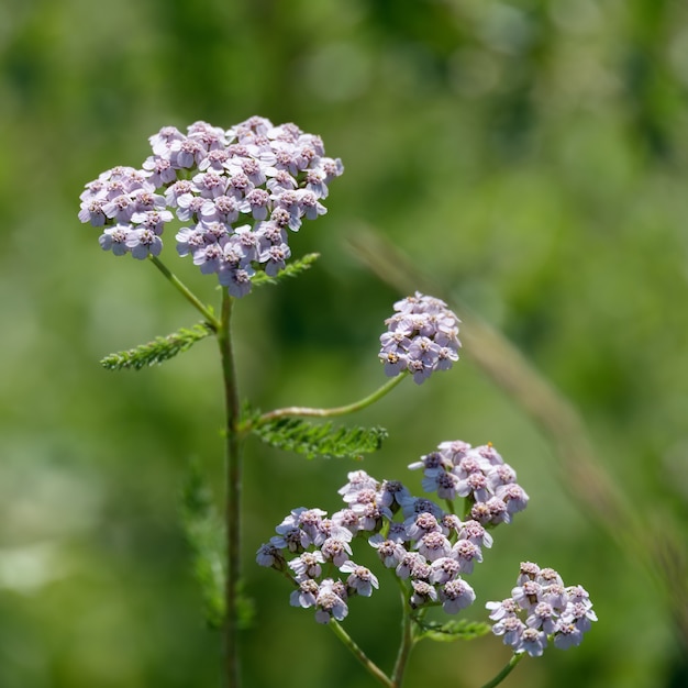 Flor rosa de um Yarrow comum (Achillea millefolium L.) florescendo nas Dolomitas