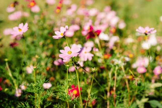 Flor rosa decorativa do jardim Cosmos Bipinnatus, Cosmea Bipinnata, Bidens Formosa. Áster mexicano. Foco seletivo suave.