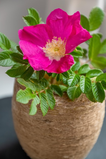 Flor rosa desabrochando de rosa selvagem em vaso close-up
