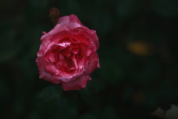 Flor rosa desabrochando em um jardim de rosas em fundo desfocado
