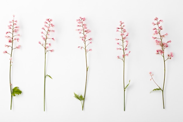 Flor rosa desabrochando heucherella em uma superfície de superfície branca