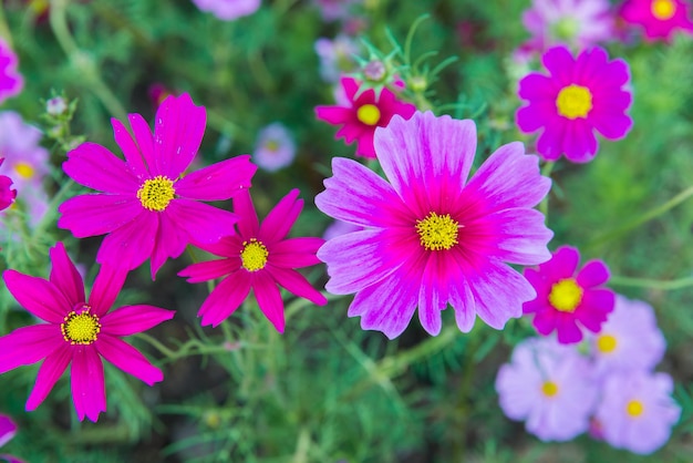 flor rosa desabrochando no jardim, campo Cosmos na Tailândia