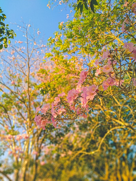 Flor rosa desabrochando